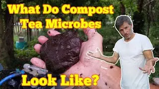 What Do Compost Tea Microbes Look Like, in Mass Concentrations