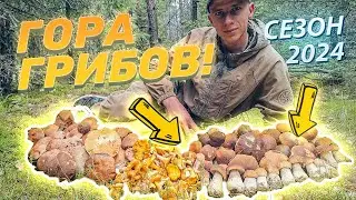 ГОРА ГРИБОВ! ПОЛНАЯ КОРЗИНА ЗА ПАРУ ЧАСОВ! СБОР ГРИБОВ 2024 В БЕЛАРУСИ!