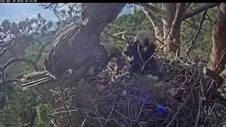 30/4/24 ☀️🦅 Afternoon Changeover & Change-Back ☀️🦅 Дневная пересменка и обратная