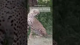 Journey to Africa / #wildlife #africa #safari #animals #backgroundmusic