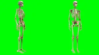 Animated 3d Human Skeleton -- Free Green Screen