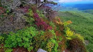 Plant Biology - Essential Plants of North Carolina's Appalachian Mountains