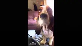 Barkley The Basset via Sadie Adoption PSA