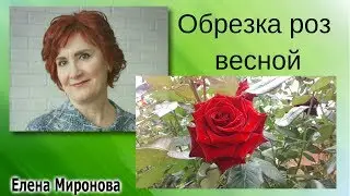 БЛОГ #УХОД ЗА РОЗАМИ ВЕСНОЙ.#ОБРЕЗКА РОЗ.
