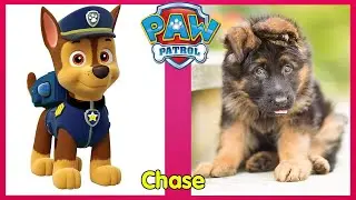 Paw Patrol Characters IN REAL LIFE 2022.Paw Patrol dogs.