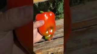 Большой сладкий перец Геркулес.