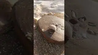 Забавный рак отшельник на пляже Karma