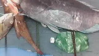 mergulho abençoado  em jaua azul