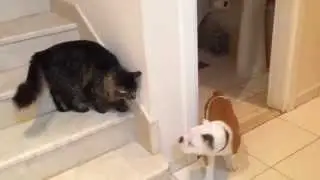 Cat Slap. Knocks Dog Out - Thug Life