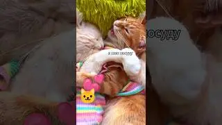 Почему я мою посуду? #женщина #женаанекдот #кошки #кошка #cat