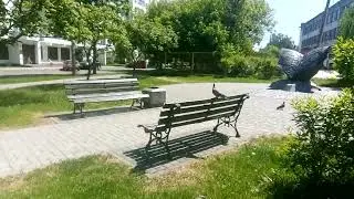 Лесные голуби вяхири в центре города Бреста🕊️🕊️