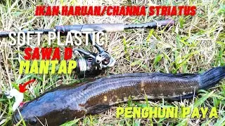 Casting ikan haruan menggunakan Soft PLASTIC Sawa D