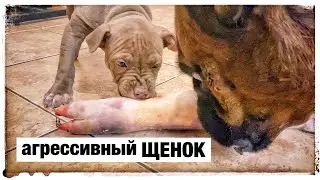 Пищевая агрессия ЧАСТЬ 2 у щенка на Тайсона Питбуль Джина 2 месяца