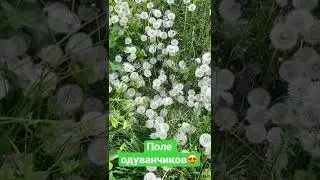 Вот такая весна!