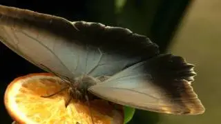 Owl butterfly (Caligo eurilochus) / Bananenfalter [2] Ƹ̵̡Ӝ̵̨̄Ʒ﻿