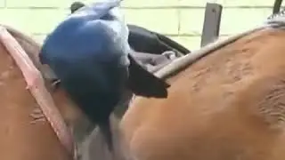 Конский барбер