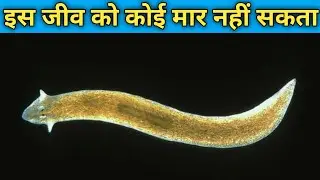 इस जीव को आप किसी भी तरह से नहीं मार सकते || planarian flatwarms in hindi || Factzbook