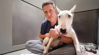 Family Returns Senior Dog 