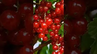Красная Смородина Польза #смородина #краснаяполяна #ягода #ягоды #фрукты #витамины #топ