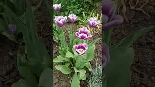 Дарю вам Ландыши!!!🥰