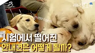 안내견 시험 앞두고 병원에 실려간 강아지...과연 무사히 돌아올 수 있을까? I KBS 다큐3일 210502 방송