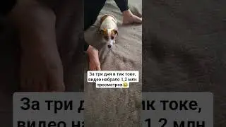 это круто👍 #dog #собака #сонечка #джекрасселтерьер #jackrussel #animals