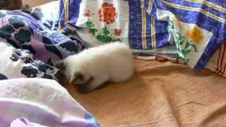 Матрёнка играет #1