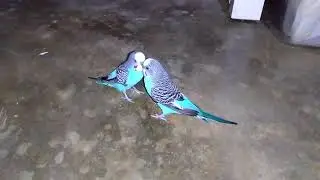 Como fazer um treinamento simples com os periquitos australianos tanim e Emily 🐦💙🐦