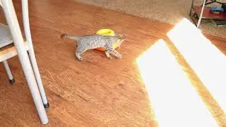 Pixie-Bob kitten playing for 20 minutes straight