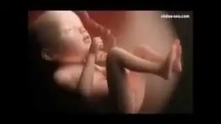 Luisito Rey-Historia de alguien que no nació
