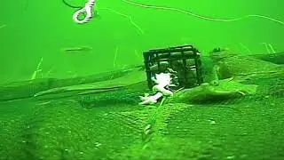 Flounders checking out a Crab Ring
