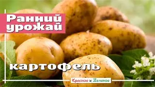 Ранний картофель. Ускоряем получение урожая