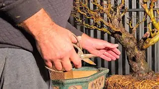 Chinese Elm goes into Antique Bonsai Pot
