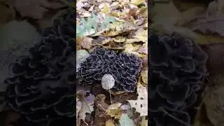 Баран - гриб. Грифола курчавая.