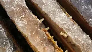 бджолиний екстрим