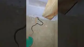 Snake in my home #snake #cobra