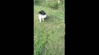 Хаски Грэй  vs стаф Фобос