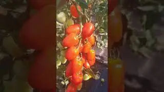 ВКУСНЕЙШИЙ ЧЕРРИК!!!