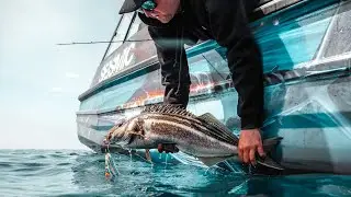 Catching 10lb crays and trumpeter with the Purton crew in Tasmania