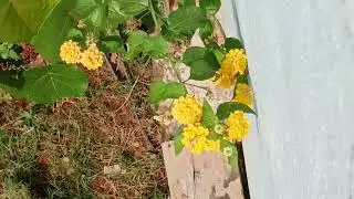 Trailing Lantanas Flowers