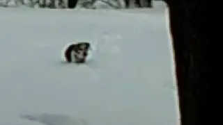 Dragon Belly Terrier