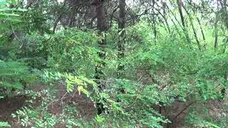 Прогулка в августе у реки.
