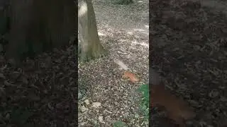 НАГЛЫЕ БЕЛКИ🐿🐿🐿