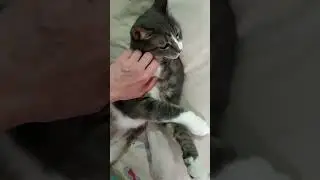 Кот упал и встать не может, ждет, ну кто ему поможет?