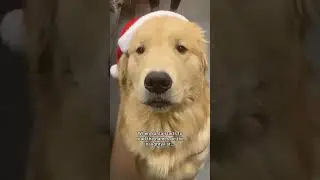 Is Kevin on the naughty list?!? #goldenretriever #holiday