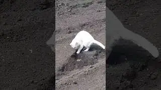 Террорист?