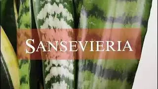 Sansevieria con flor
