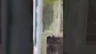 Малёк, таблетки...