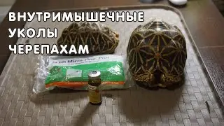 Внутримышечные уколы черепахам