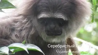 Гиббон серебристый